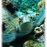 Уход и наблюдение за морскими черепахами